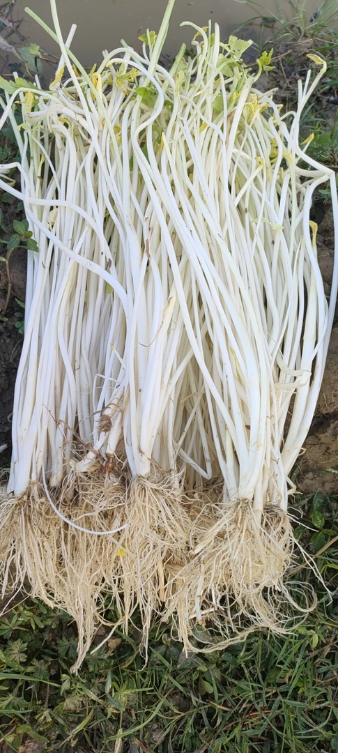 汤桥一品溧阳白芹带根1000g基地直发现挖现发