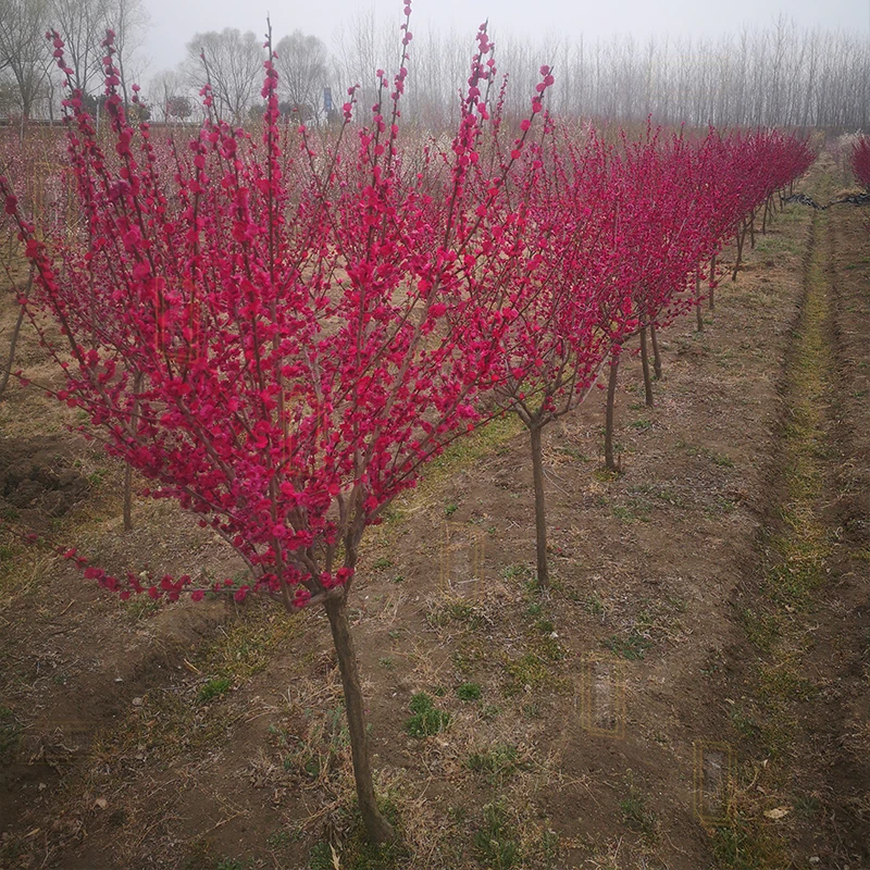 藤之藤【不包活】红须朱砂梅花地栽高杆1.2左右米发货裸根叶片
