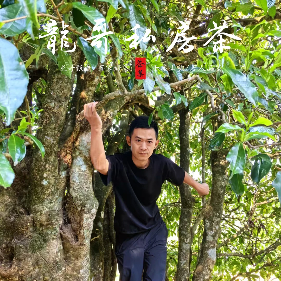 【龙哥私房茶】金花熟茶砖2009年 普洱茶熟茶紧压茶