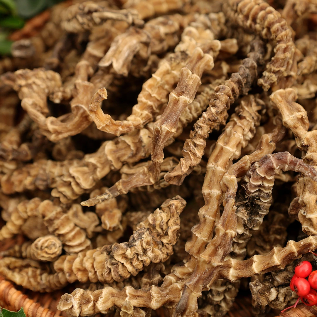 西藏本地发货高山地龙参虫草参250g