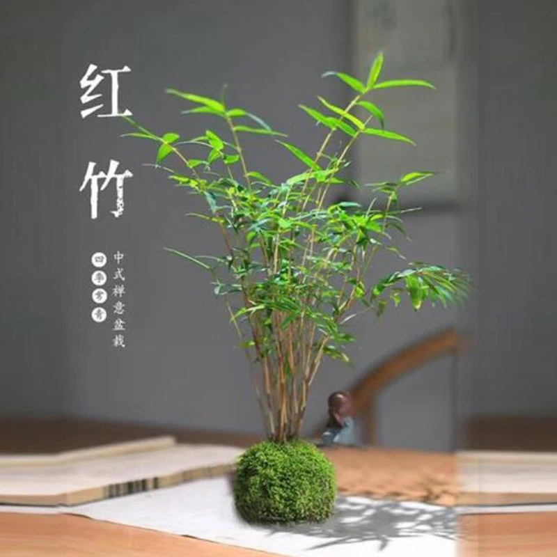 红观音竹苔藓球室内观赏竹懒人养护优雅精致苔藓球绿植竹子盆栽