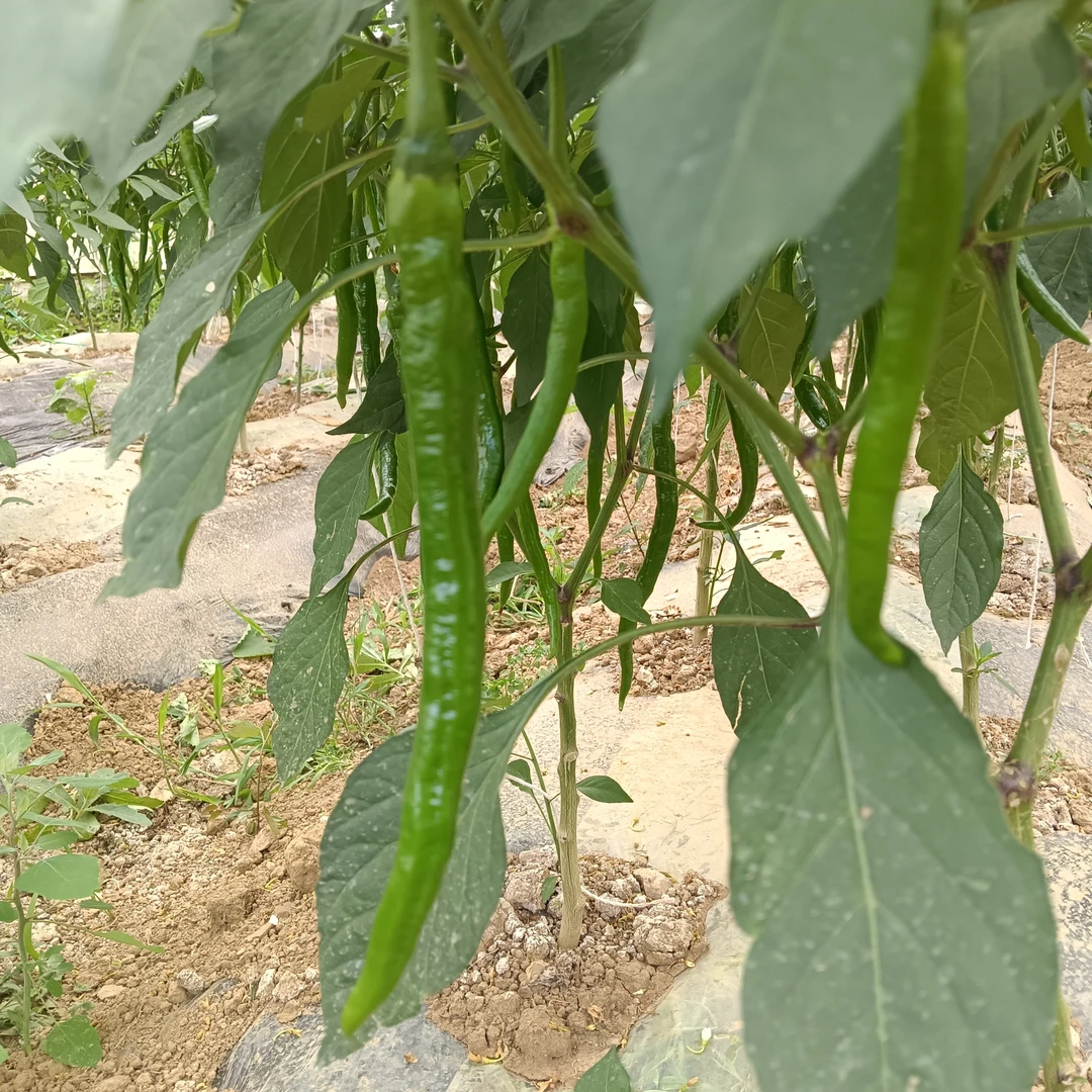 [顺丰包邮]贵州青辣椒现摘产地直发坏了包赔好吃新鲜美味