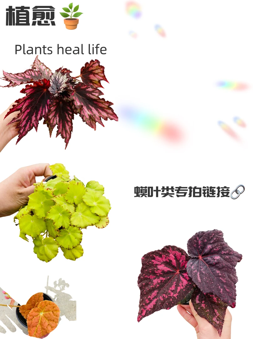 Begonia进口秋海棠“蟆叶类”  室内观叶简约桌面小盆栽