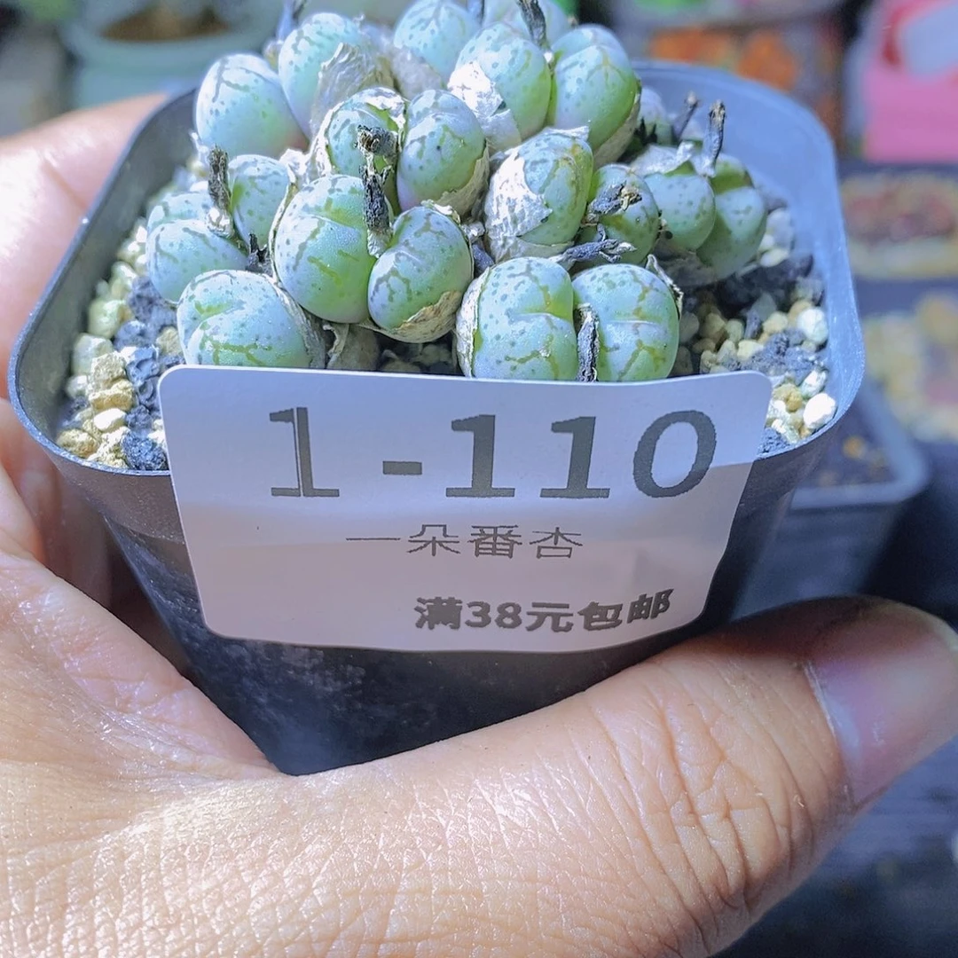 肉锥花111111111111111