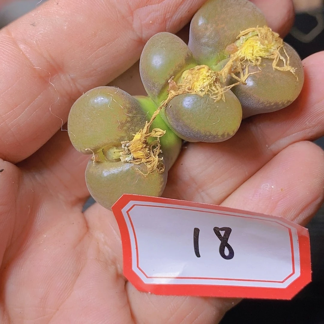 肉锥1111111111111111111