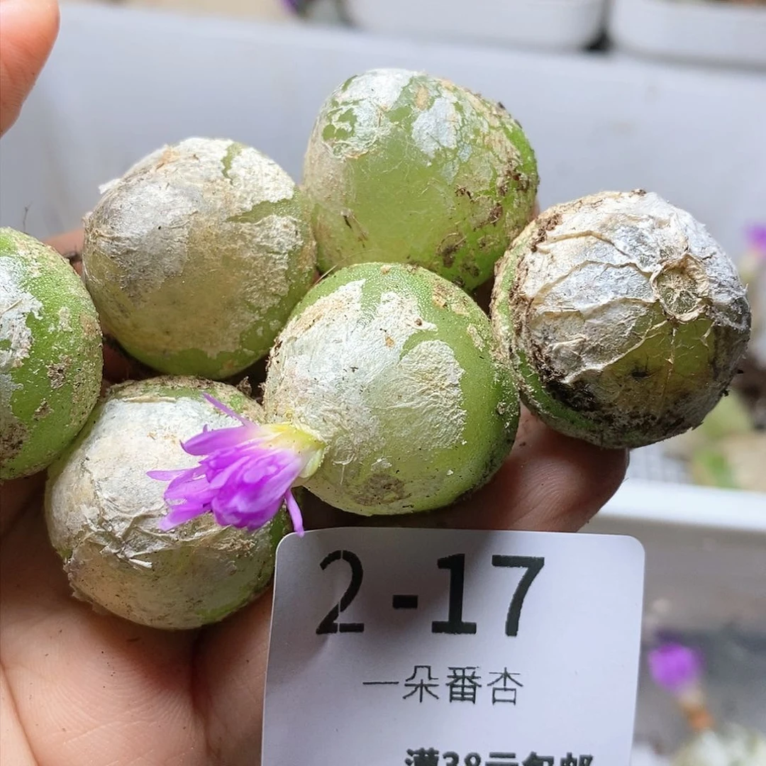 番**蛋肉锥花1111111111111