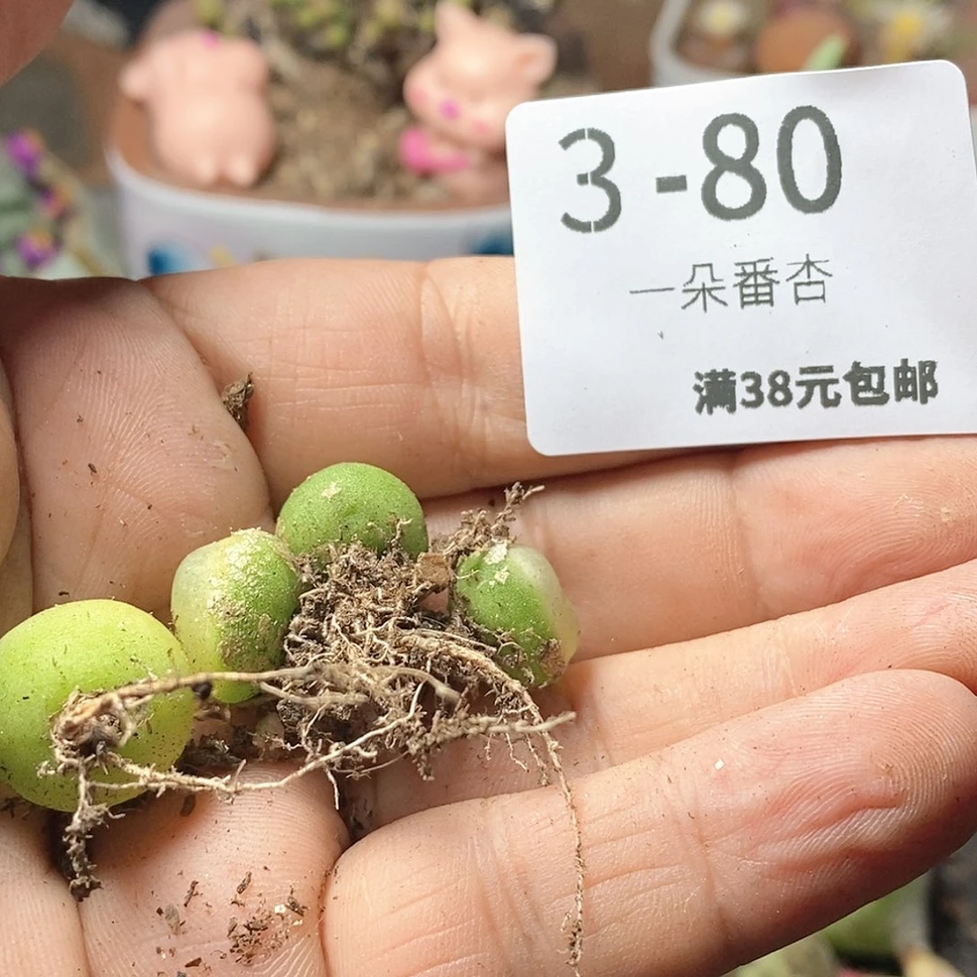 香*君1111111111111111