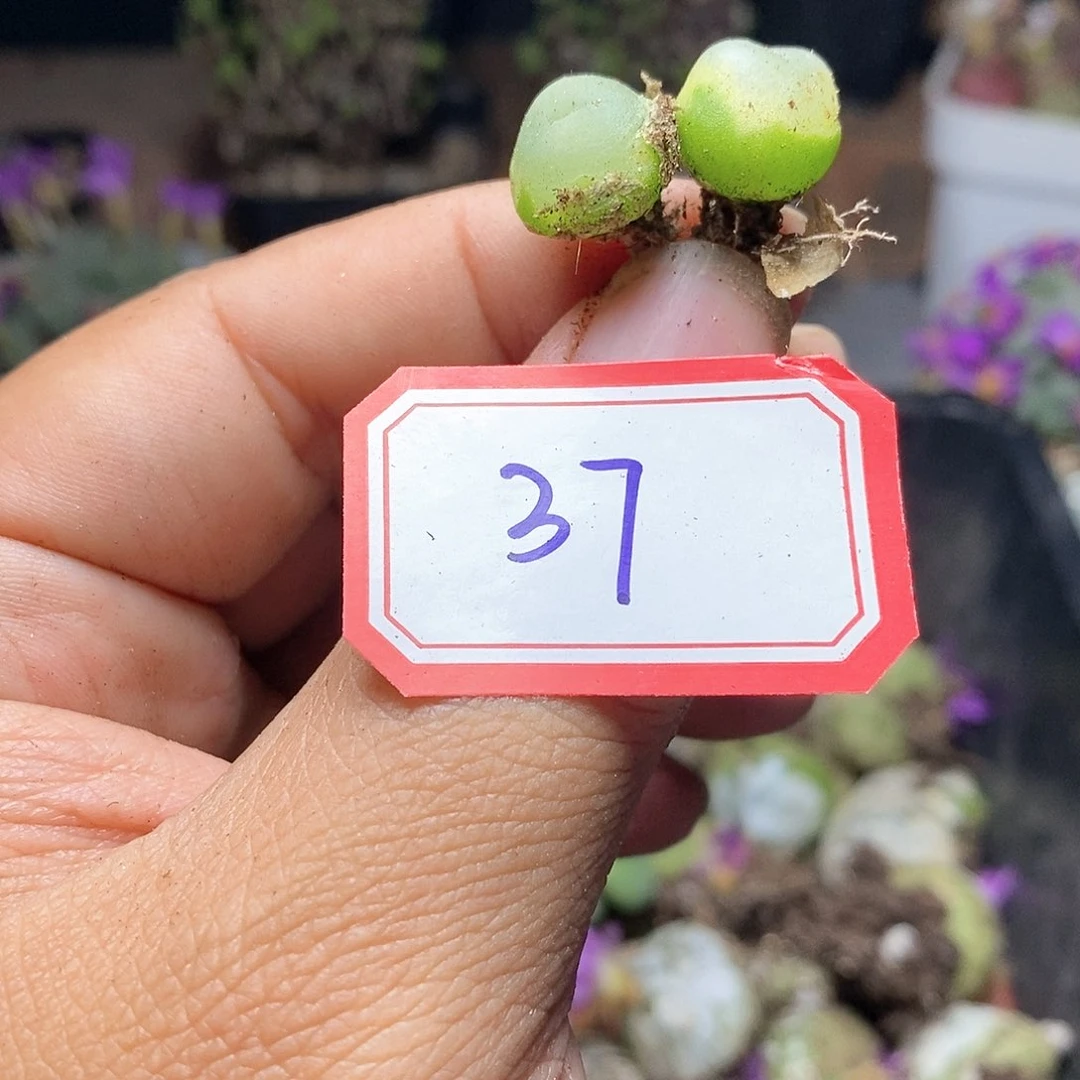 肉锥花1111111111111111