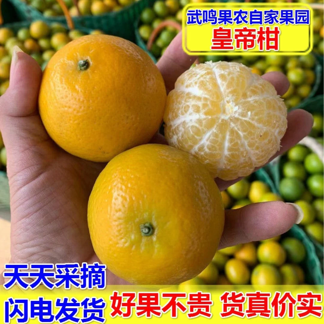 广西武鸣皇帝柑现摘贡柑新鲜发货蜜桔贵妃水果孕妇果整箱贡柑发货