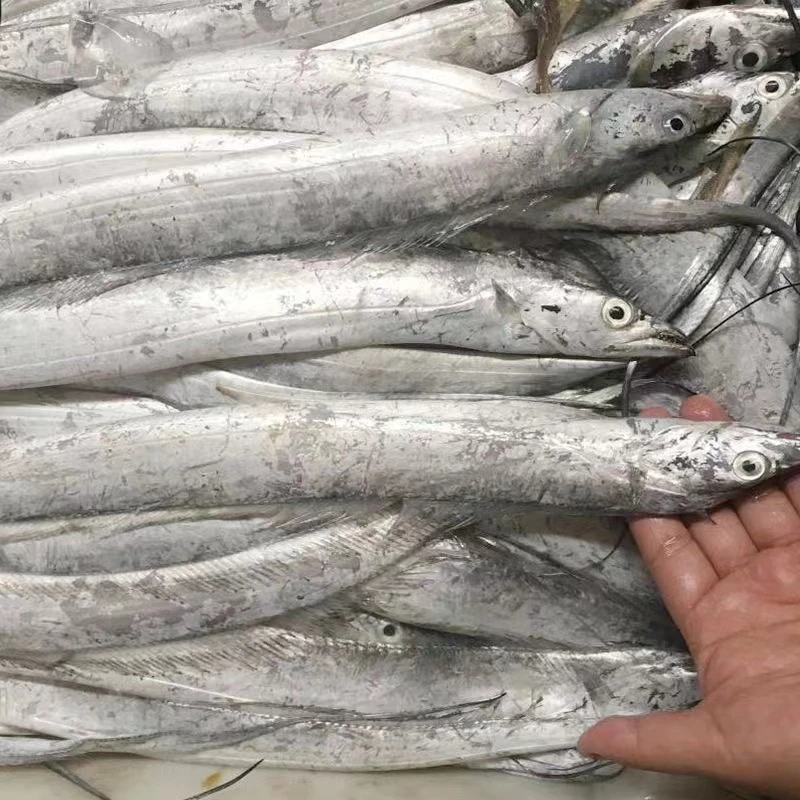 （速冻）威海石岛 渤海湾 每条3两左右 小眼油带鱼 4斤顺丰包邮