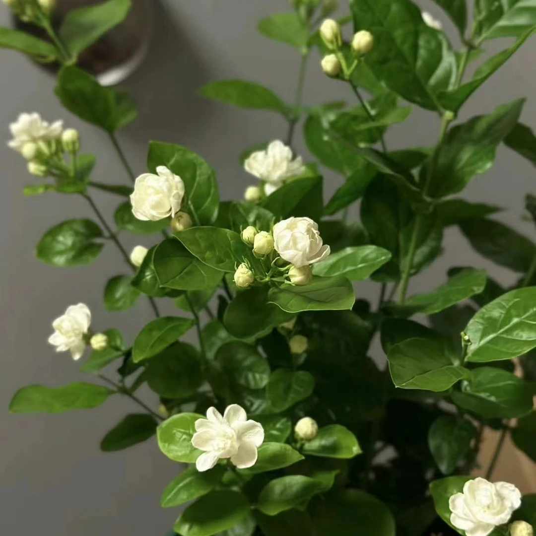 【茉莉花】盆栽绿植简单易养喜阳喜水室内室外客厅阳台地栽