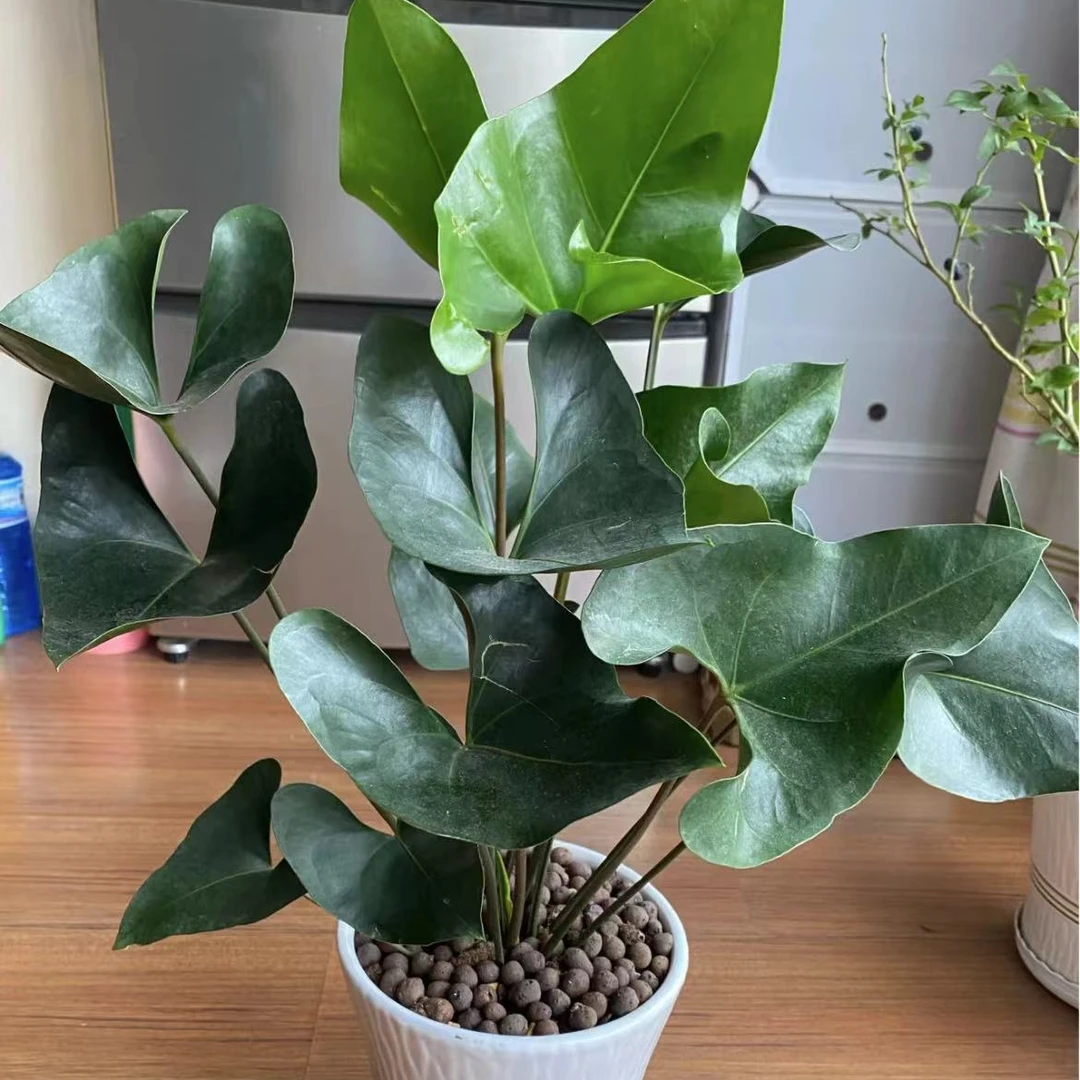 【国王花烛】室内绿植 喜水好养花期长 精致室内盆栽