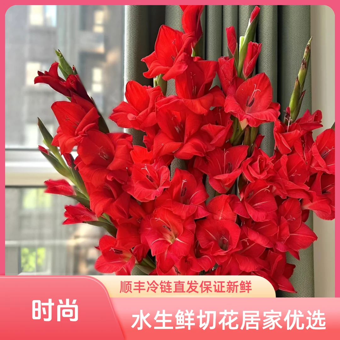 【精品】剑兰鲜花 东北基地 京东特快冷链直发 水生鲜切花 居家优选