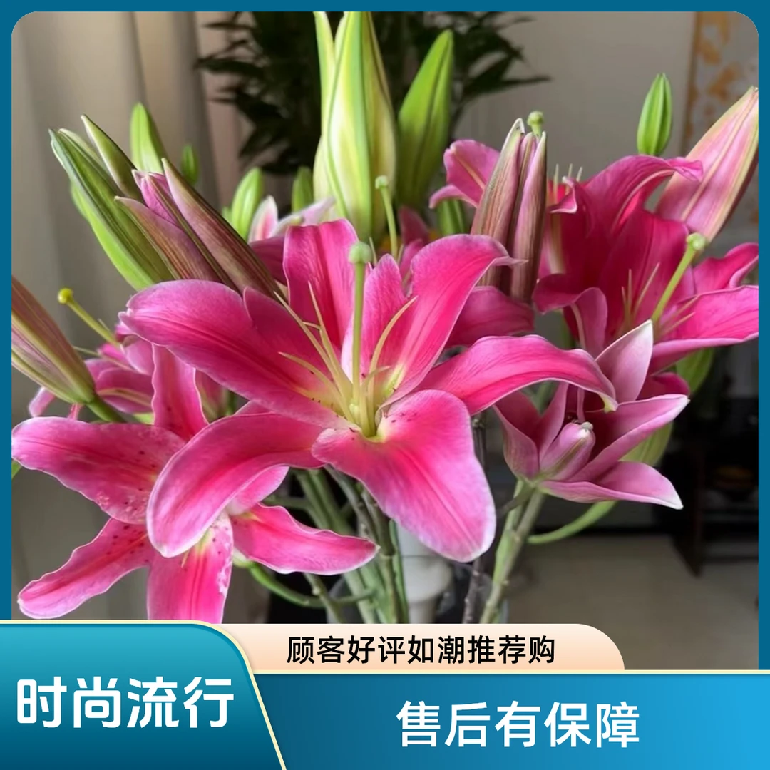 【精品·】西诺红淡香百合 东北凌源产地直发