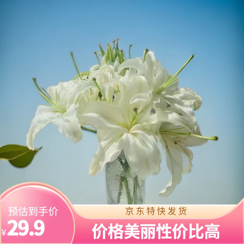 西伯利亚白色香水百合凌源源产地直发京东特快