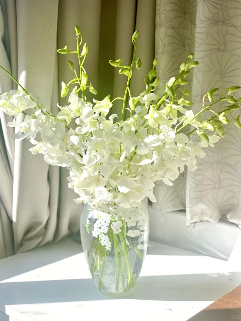 【云南花之物语】洋兰  包邮