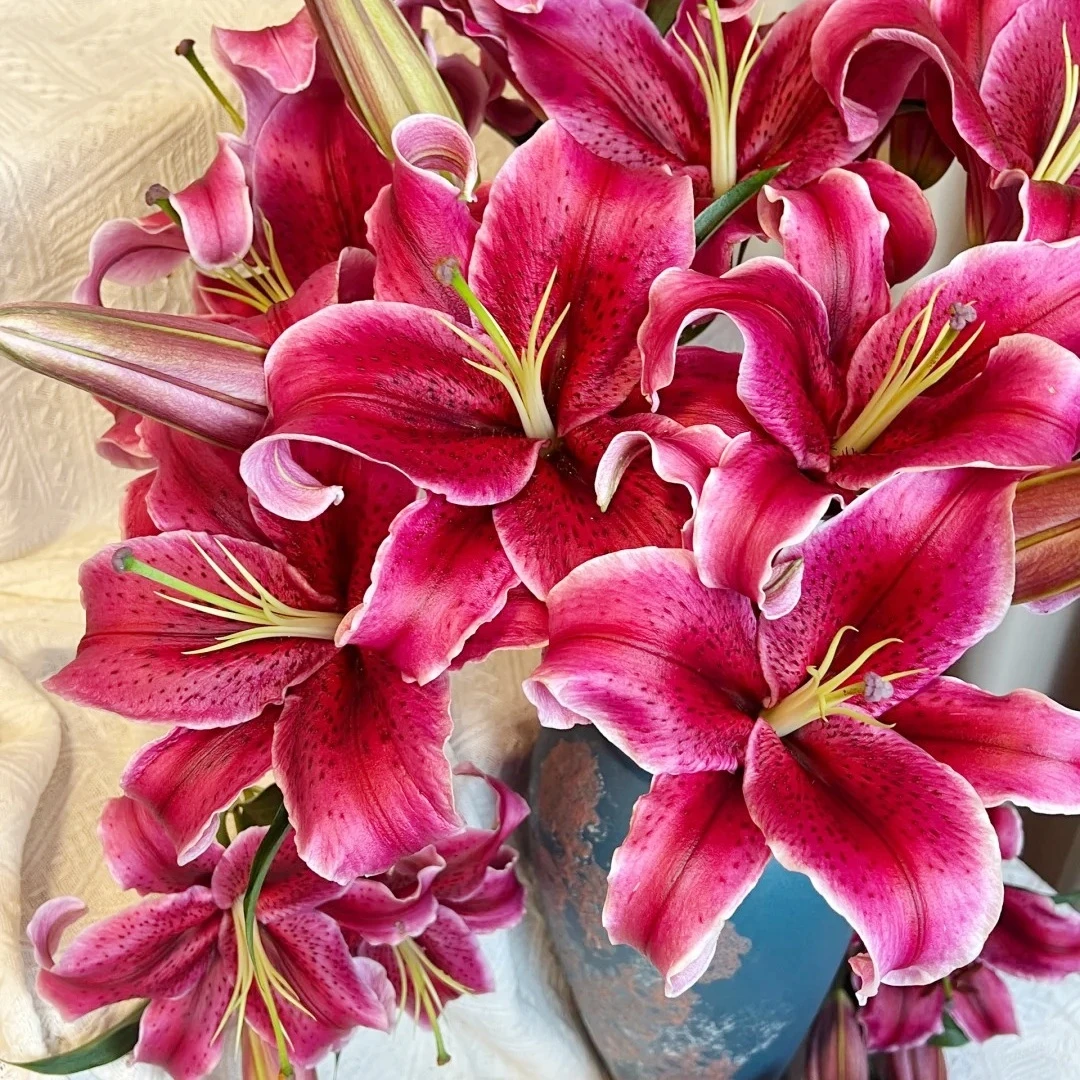 【云南花之物语】 黑美人百合 包邮