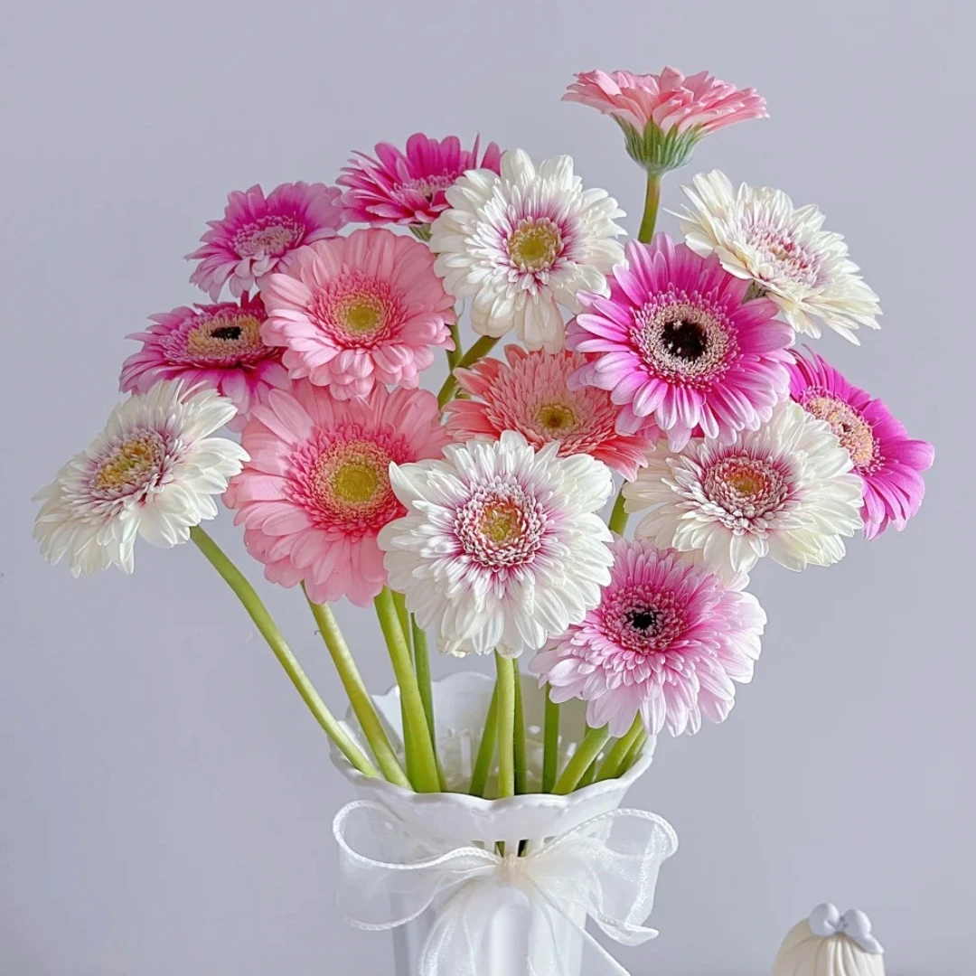 【云南花之物语】 非洲菊   包邮