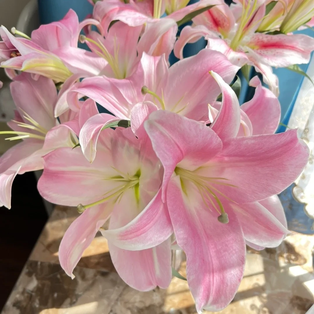 星光百合 全场拍三单花材每单送2包专用营养剂 任意两单顺丰包邮