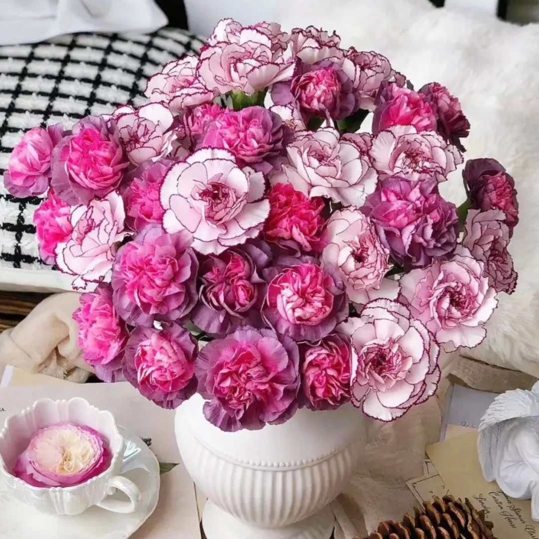 【云南花之物语】 康乃馨野马+紫精灵 包邮