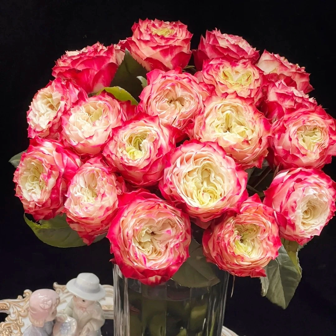 【云南花之物语】 苹果杰克玫瑰 包邮