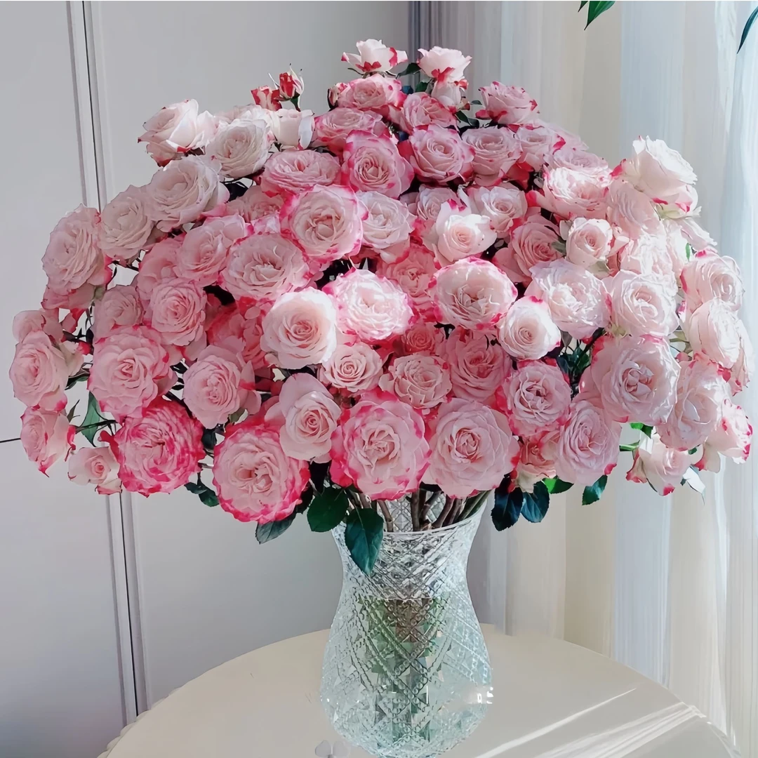 【云南花之物语】 折射多头玫瑰 包邮