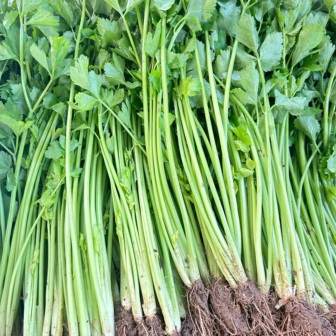 【顺丰冷链】云南新鲜蔬菜小香芹芹菜现摘现发炒肉炒菜