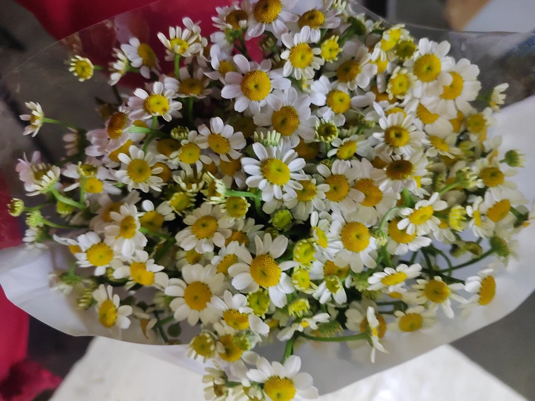 库尔勒同城鲜花【洋甘菊】若干支/扎