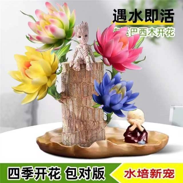 【很香】家居开花幸运水养室内好养懒人花卉格鲁特迷水培绿植盆栽