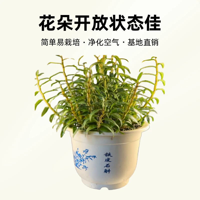 浙江雁荡山铁皮石斛三年盆栽原盆发货基地直销金钗石斛产地直销