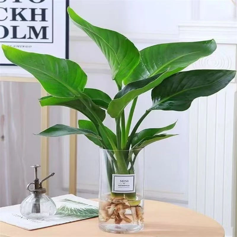 水培天堂鸟盆栽客厅办公室内植物四季常青水养鹤望兰好养