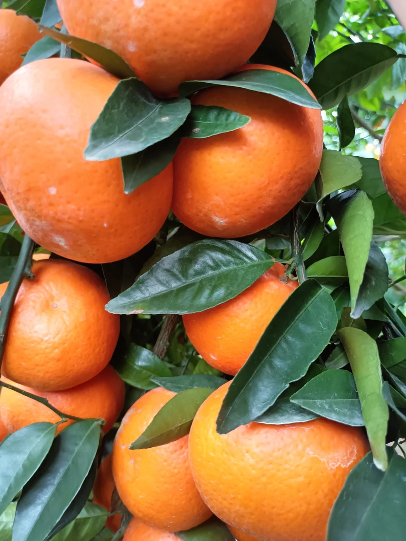 武鸣沃柑皮薄肉厚，酸甜可口，每一口都是满满的幸福感！新鲜到家。