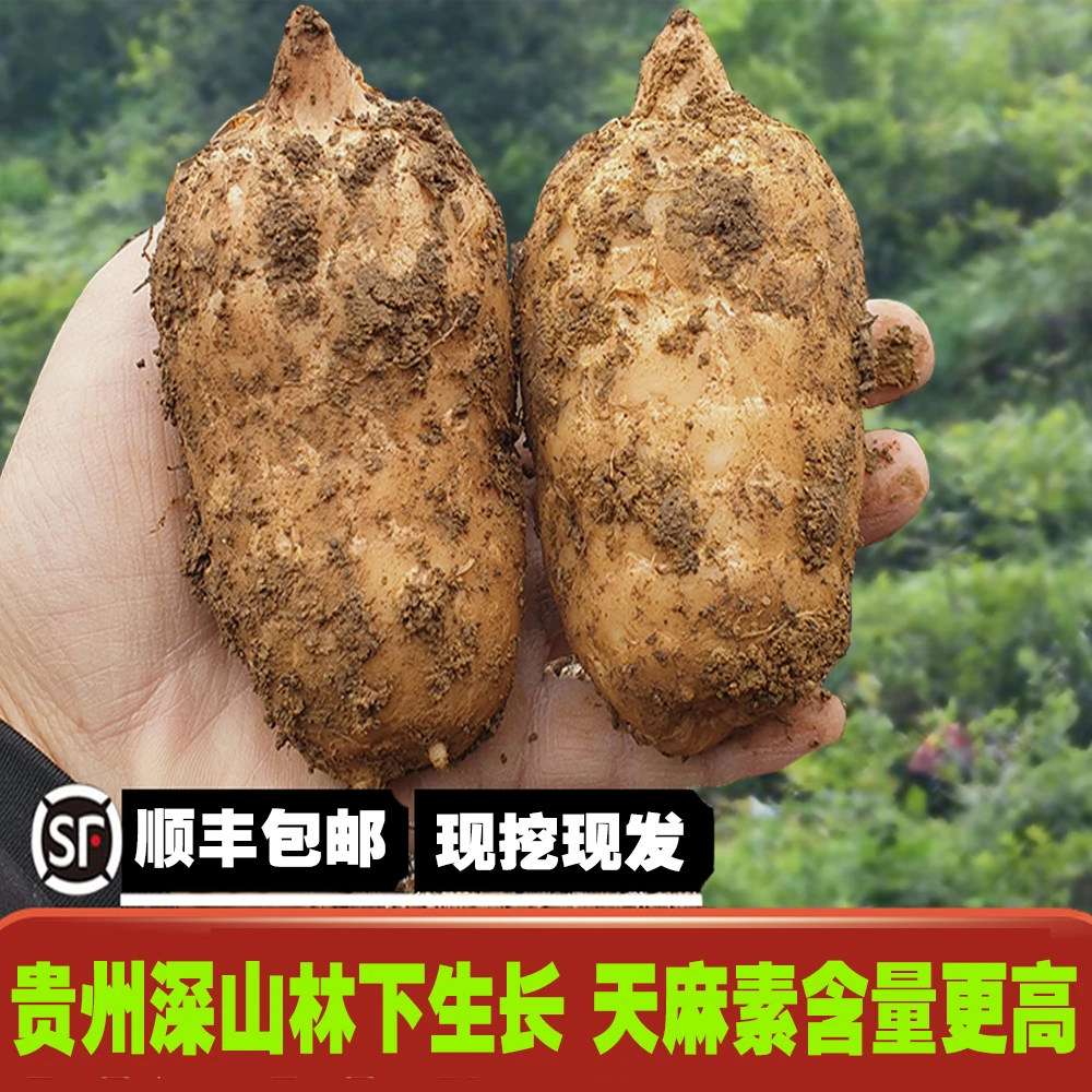 礼盒装【VIP果王-特大果】贵州特产林下野外生长新鲜5斤装现挖现发