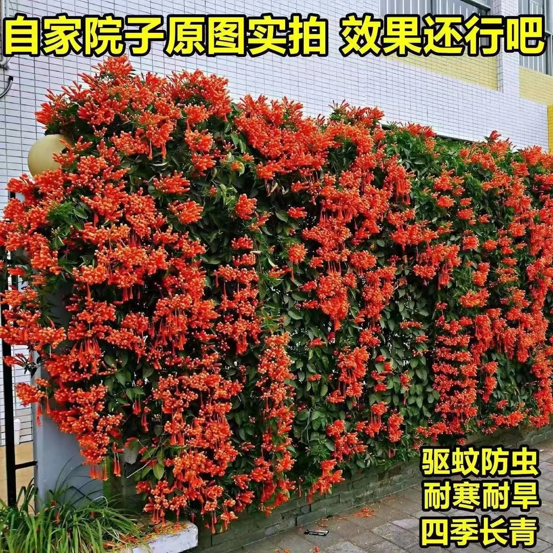 炮仗花苗爬藤植物盆栽四季开花室外攀援庭院围墙垂吊浓香耐寒花卉
