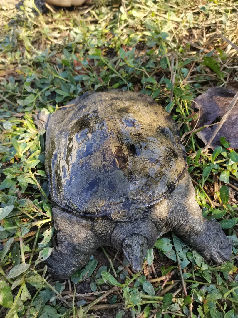 生态黑花甲鱼水鱼活鲜甲鱼活鲜