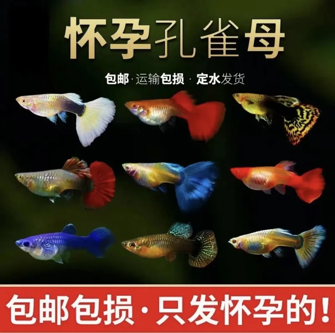 大肚子鱼混拼孕母热带鱼观赏鱼孔雀母鱼发货活体