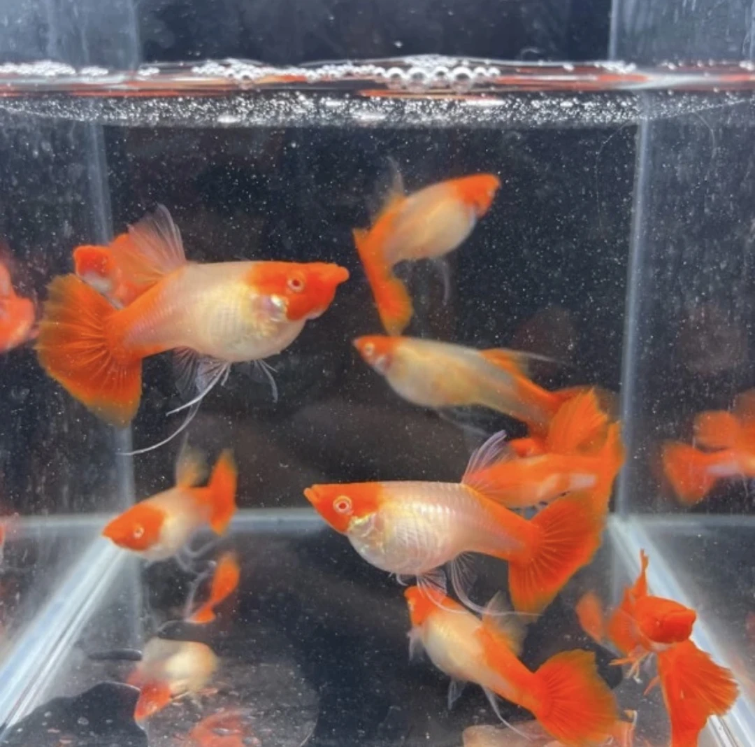 鸿运当头纯种热带好养小型观赏鱼混养母鱼生小鱼仔爆缸返祖鱼苗