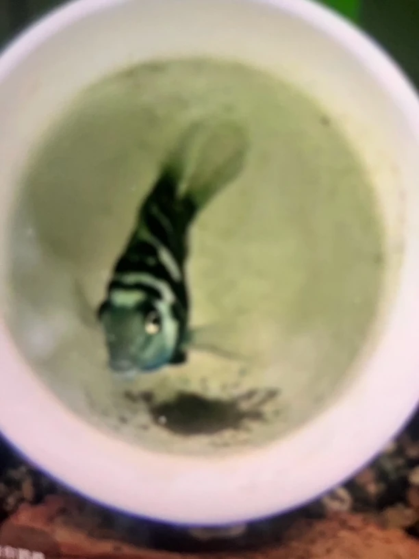 迷你鹦鹉鱼活体易繁殖淡水宝蓝鹦鹉鱼慈鲷