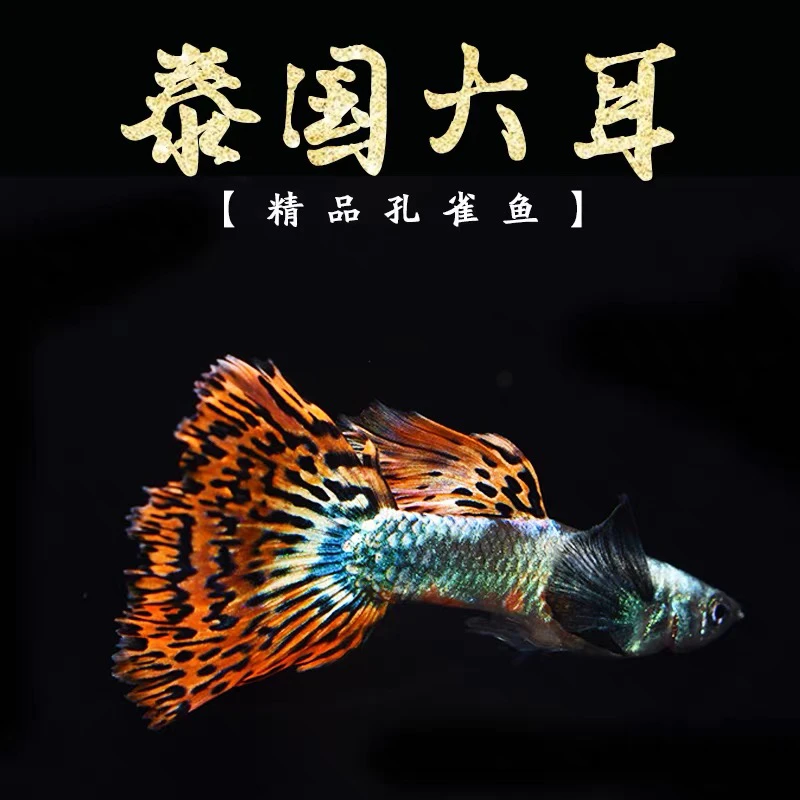 精品孔雀鱼泰系小飞象大耳马赛克种鱼（顺丰发货入缸不包损）