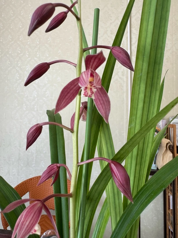 精品兰花，一物一拍专用