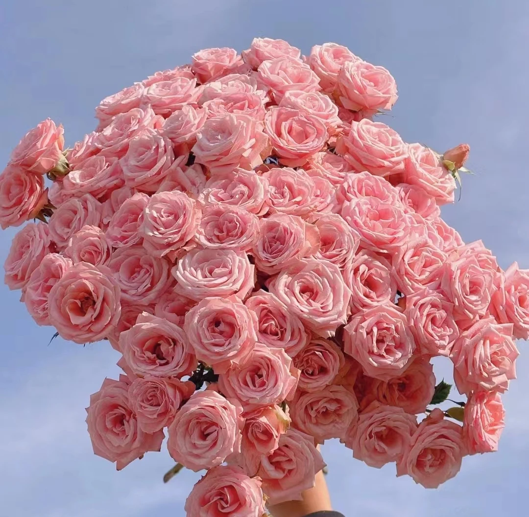 鲜花  多头玫   瑰露露公主10支 两单包邮（2支不售后）