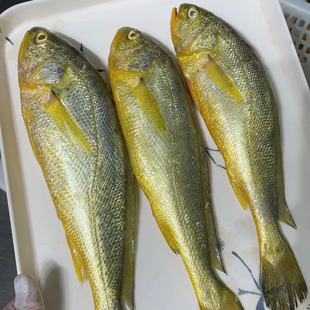 【海捕野生大黄鱼】 宁波舟山东海野生大黄鱼 中条黄鱼  顺丰速运