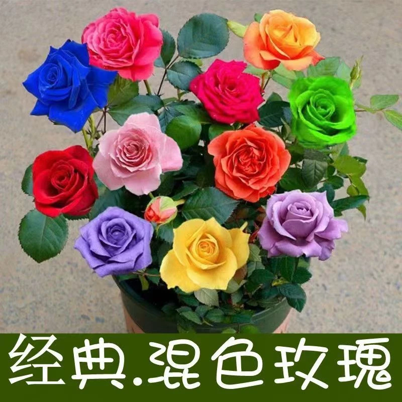 【嫁接多色】玫瑰花苗浓香型好养四季开花室内外观花月季盆栽花卉