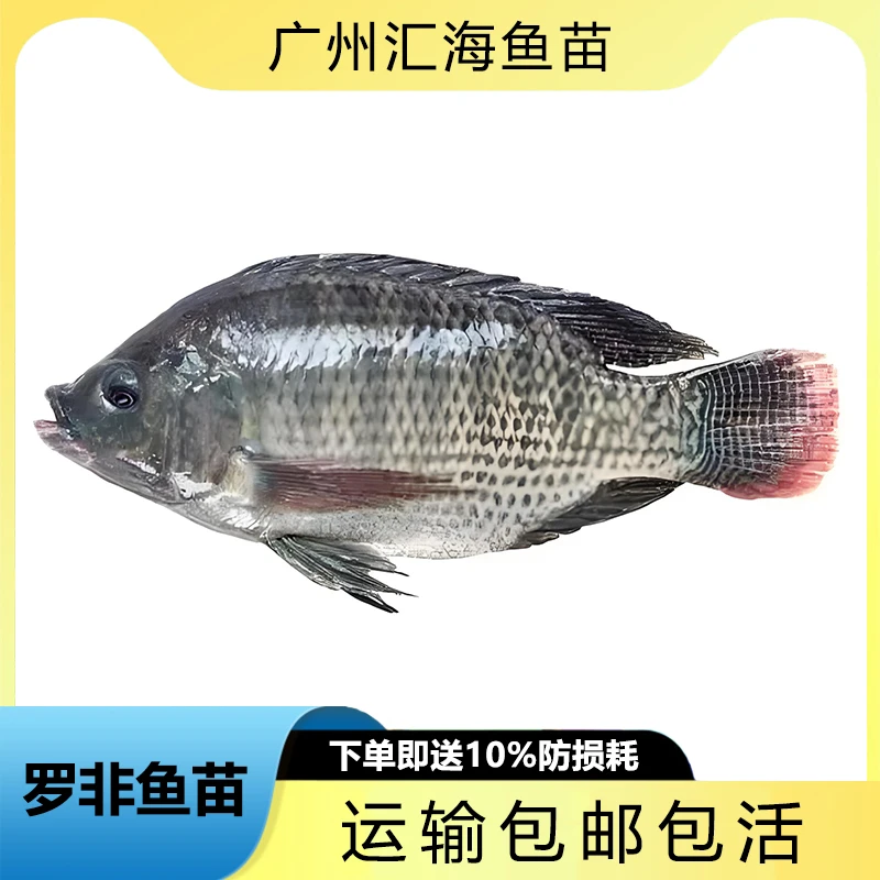 罗非鱼 青宝路 新吉富单性特大种精品宠物活体观赏鱼塘鱼池养殖