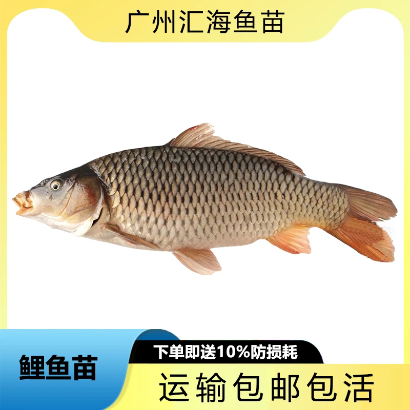 鲤鱼 优选精品建鲤鱼 禾花鲤鱼 长势快抗病强发货包邮包活