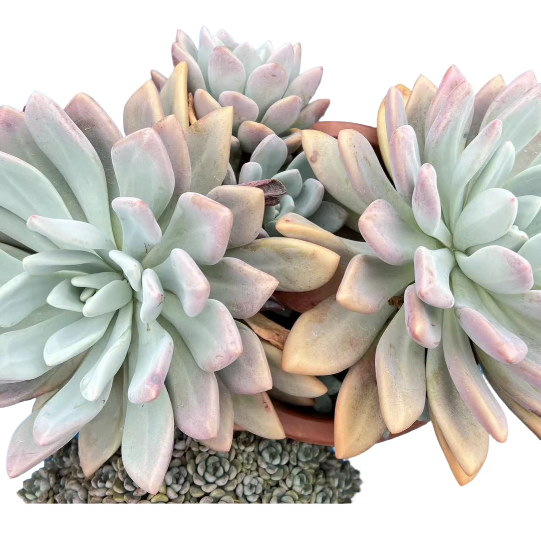 小张多肉【奥普】老桩精品造型造景盆栽控养多肉