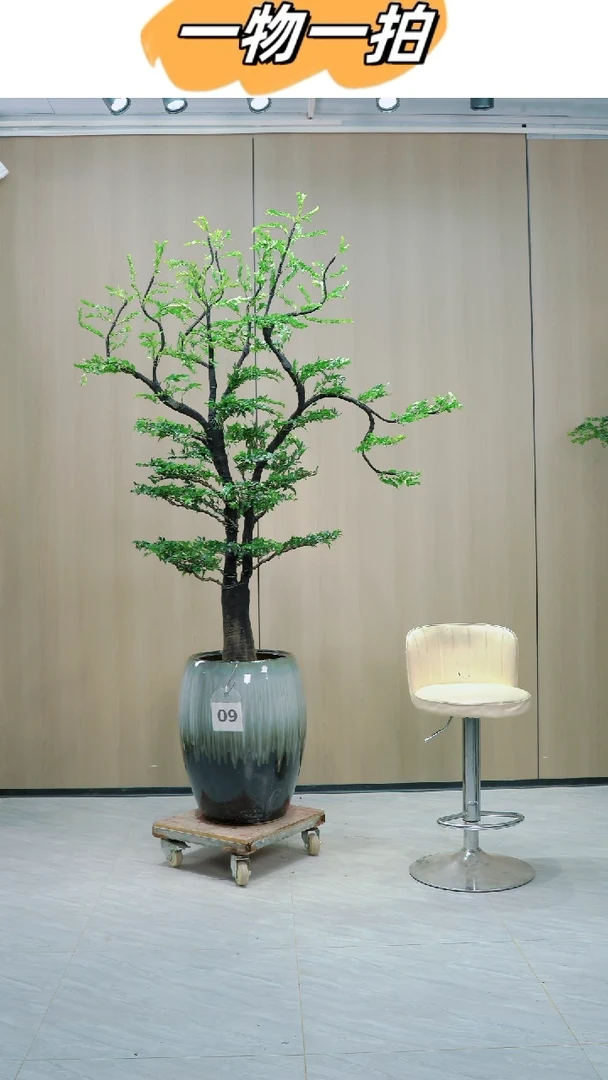 【闪购商品】广东小叶紫檀黑骨茶