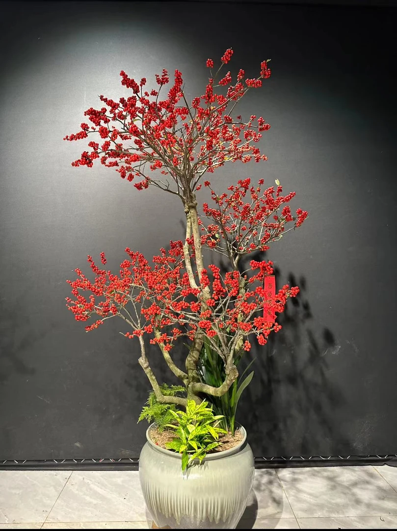北美冬青树庭院耐寒植物年宵修剪适合高端绿植高端修剪适合枝干