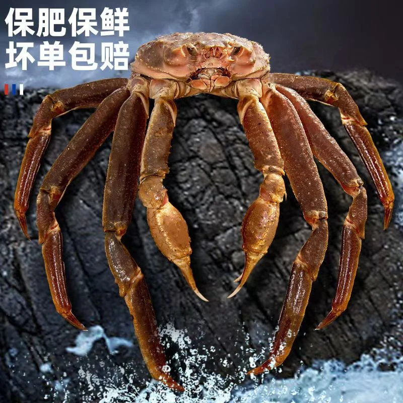 (充氧活发)特大号活松叶蟹大螃蟹深海新鲜海鲜板蟹螃蟹长脚蟹雪蟹