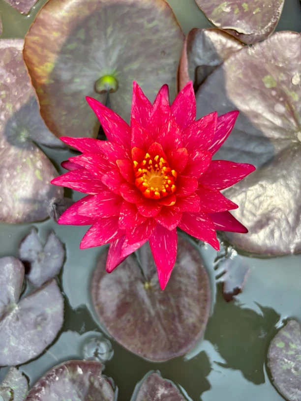 大花型耐寒睡莲百变女王万维沙